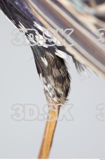 Starling-Sturnus vulgaris 0021